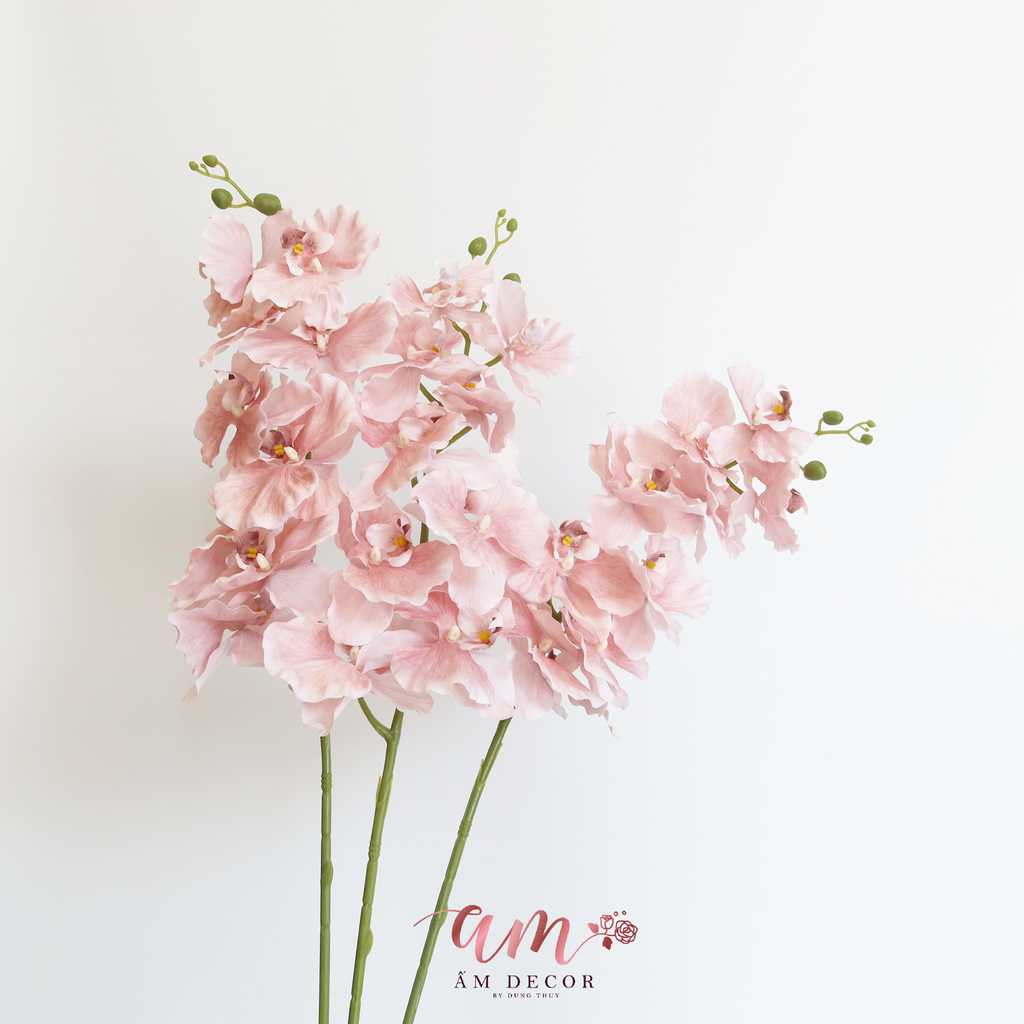 ZHỒ ĐIỆP CÁNH XOĂN (Hồng)