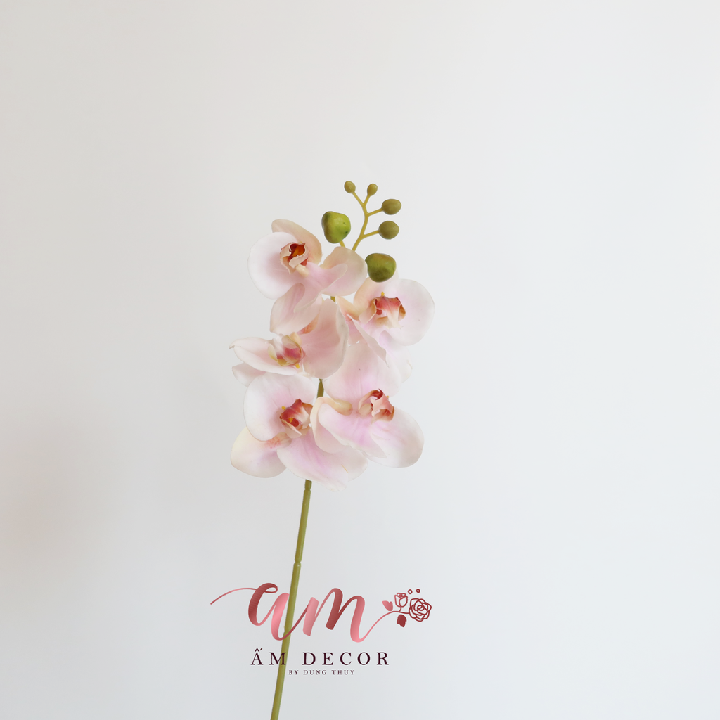 HỒ ĐIỆP CÀNH NHỎ (Hồng)