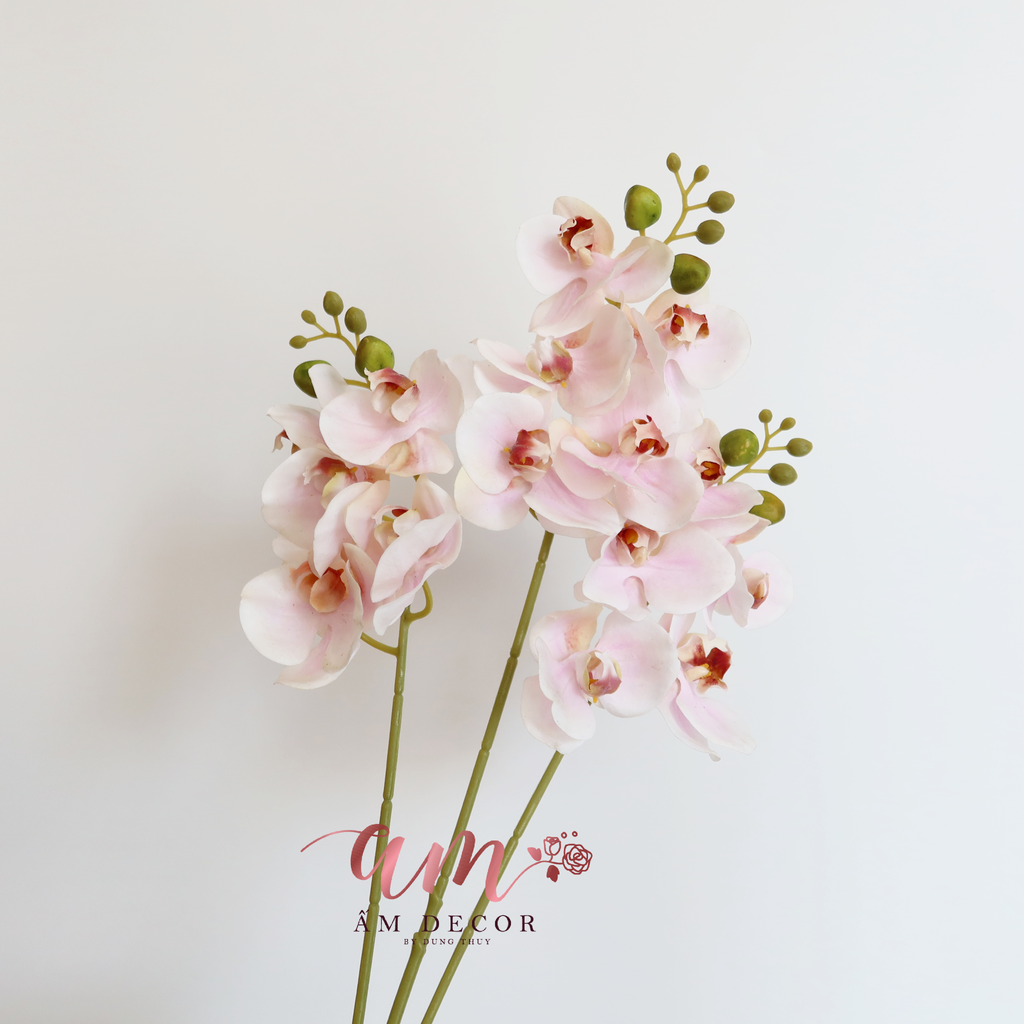 HỒ ĐIỆP CÀNH NHỎ (Hồng)