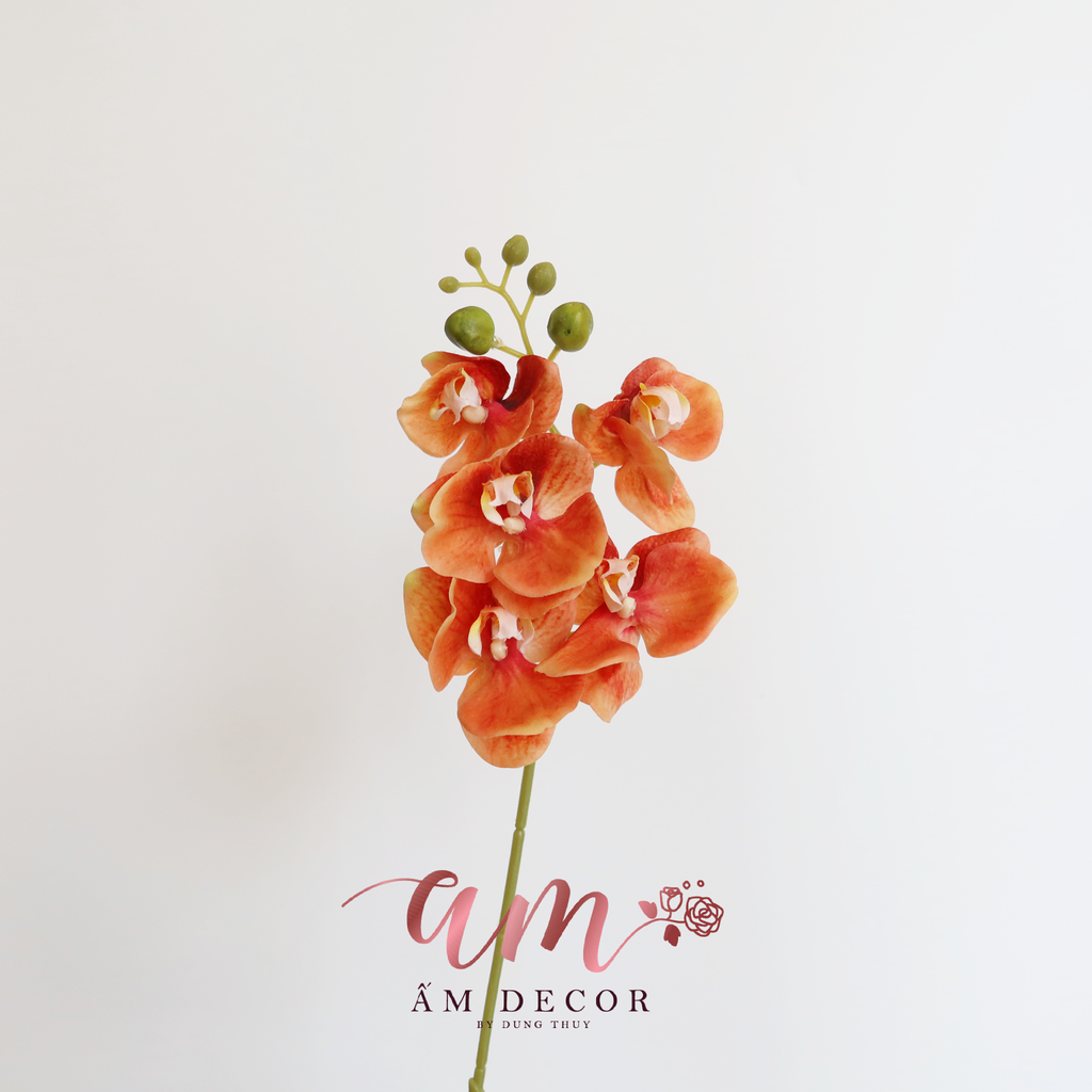 HỒ ĐIỆP CÀNH NHỎ (Cam)