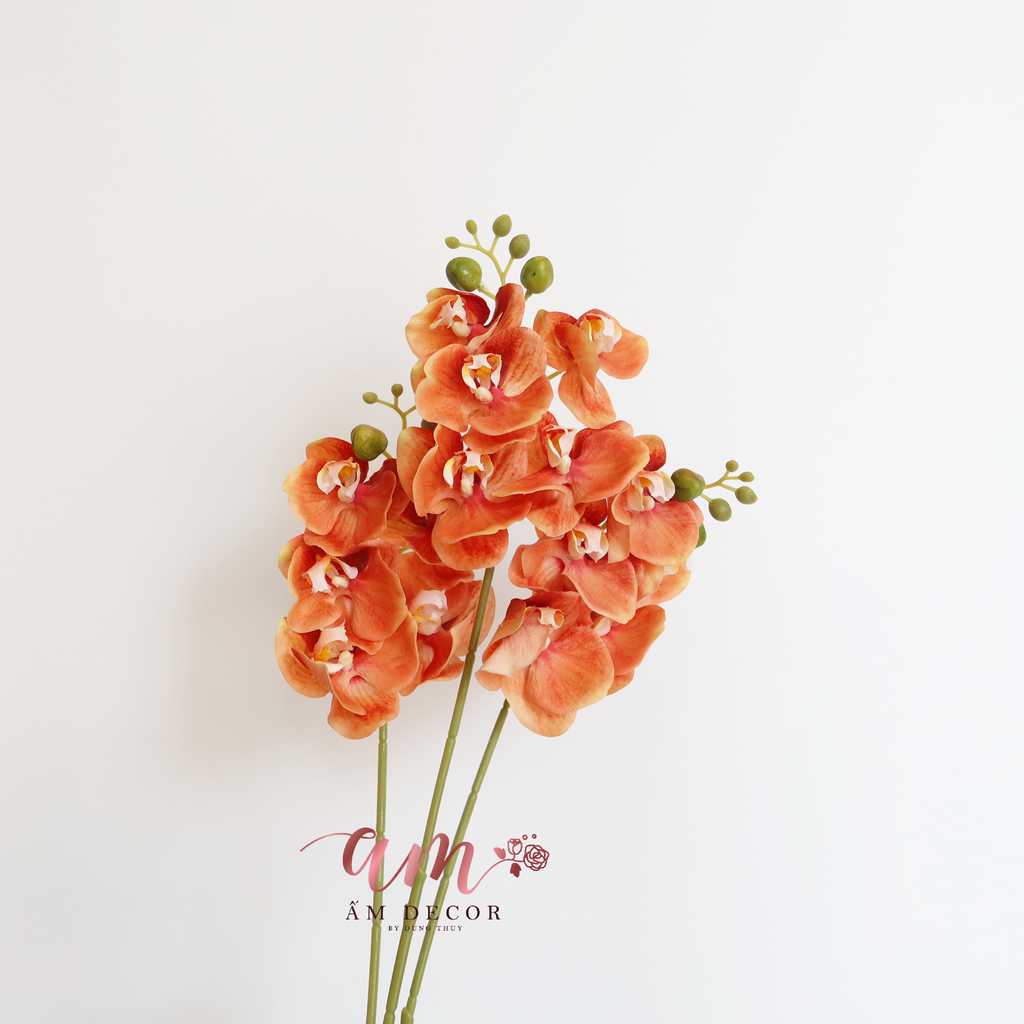 HỒ ĐIỆP CÀNH NHỎ (Cam)