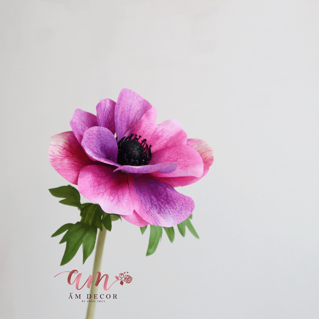 HOA HẢI QUỲ BÔNG LỚN (Tím Đỏ)