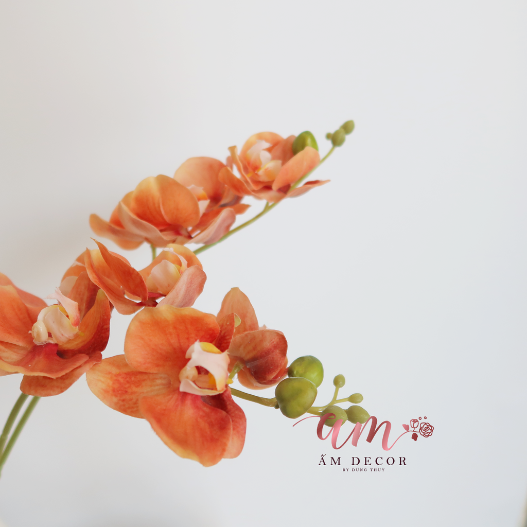 HỒ ĐIỆP CÀNH NHỎ (Cam)