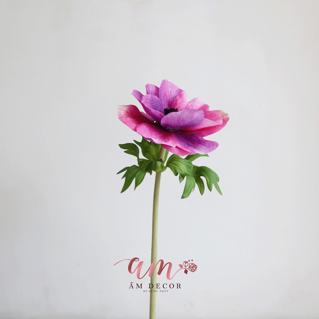 HOA HẢI QUỲ BÔNG LỚN (Tím Đỏ)