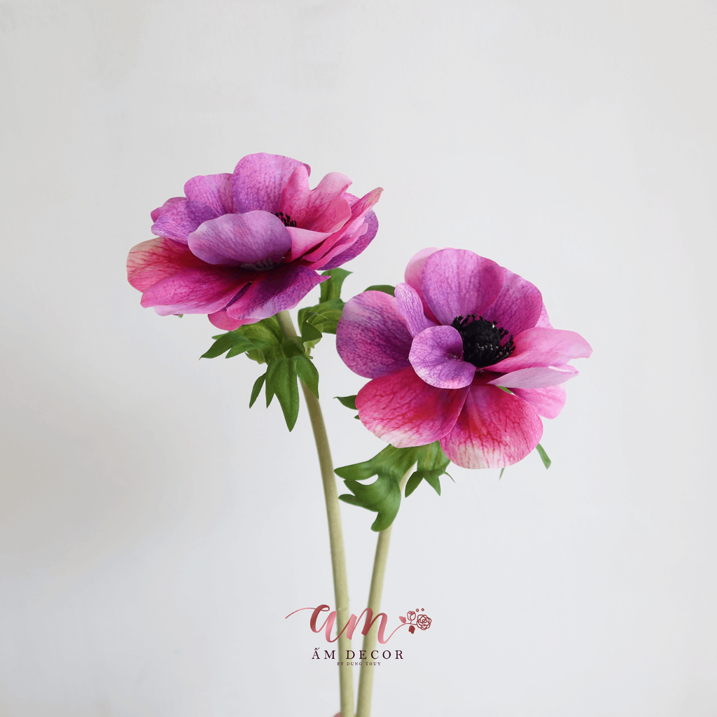 HOA HẢI QUỲ BÔNG LỚN (Tím Đỏ)
