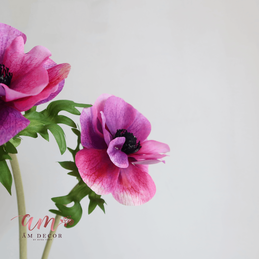 HOA HẢI QUỲ BÔNG LỚN (Tím Đỏ)