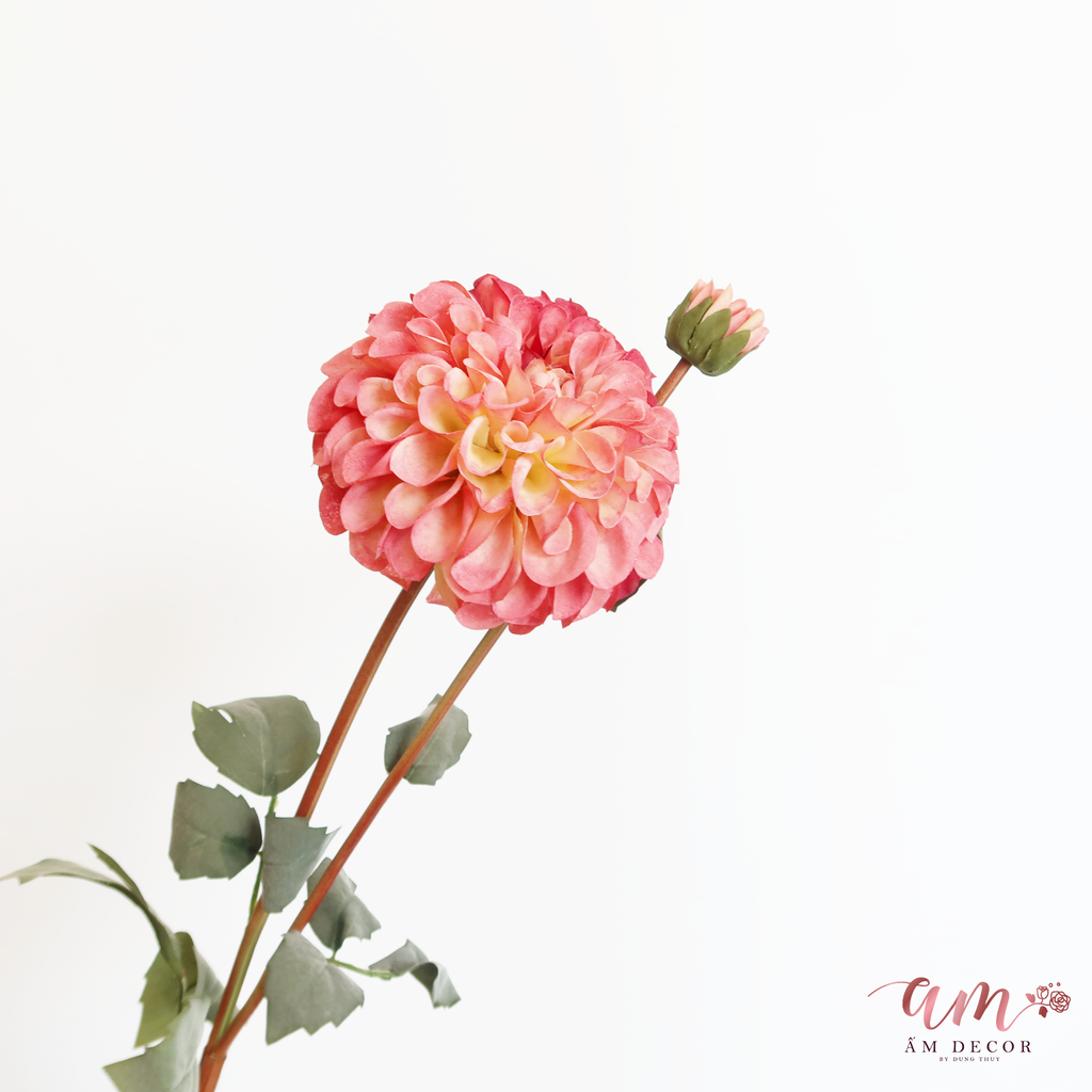 ZTHƯỢC DƯỢC MẪU ĐƠN BÔNG LỚN ( HỒNG )