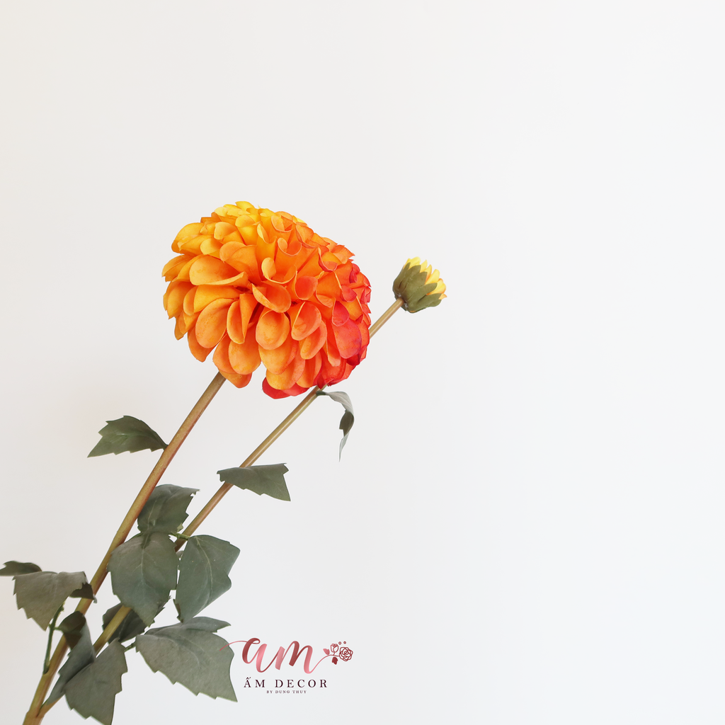 ZTHƯỢC DƯỢC MẪU ĐƠN BÔNG LỚN ( CAM )