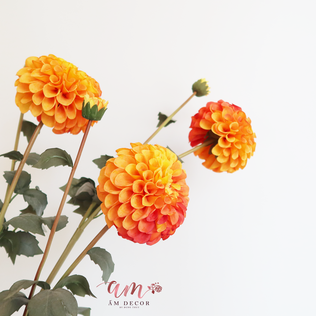 ZTHƯỢC DƯỢC MẪU ĐƠN BÔNG LỚN ( CAM )