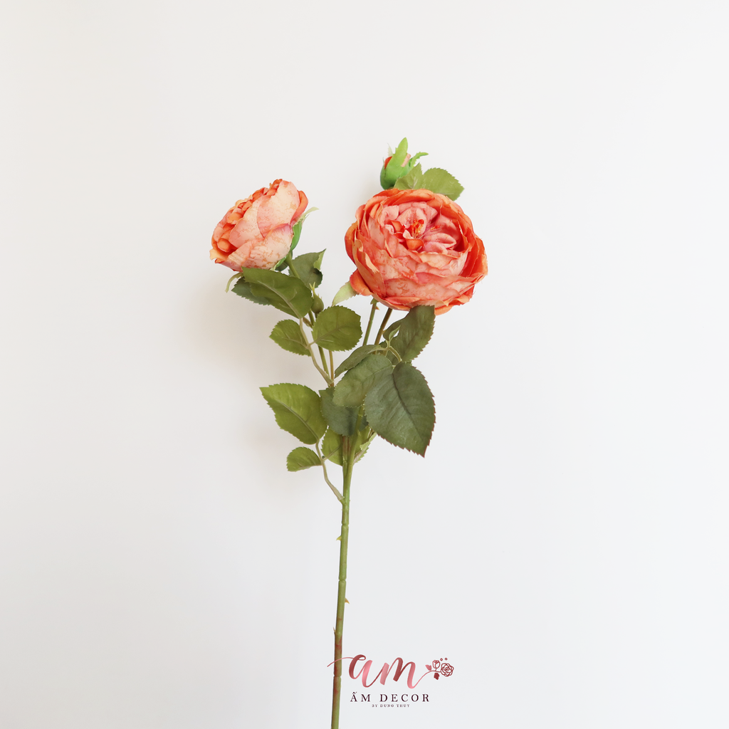 ZHOA TRÀ PHÁP (Cam)