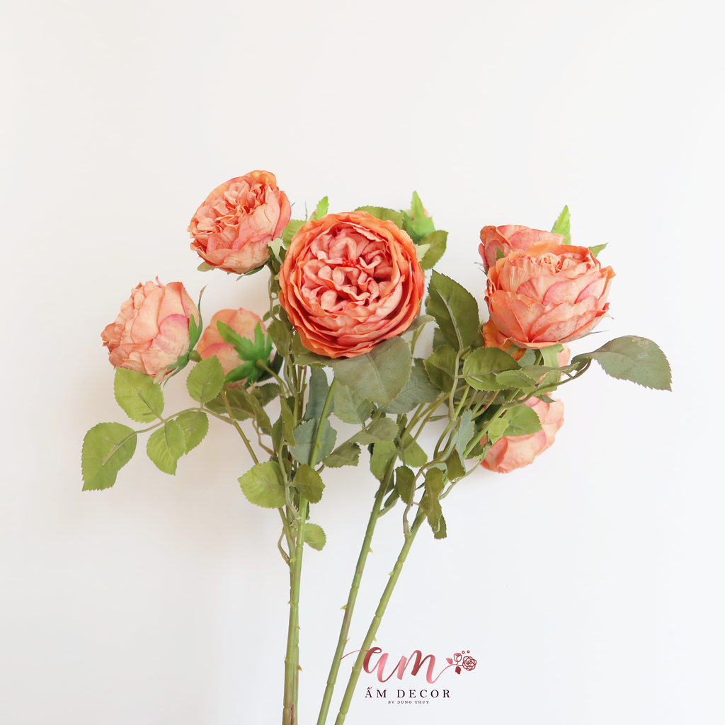 ZHOA TRÀ PHÁP (Cam)