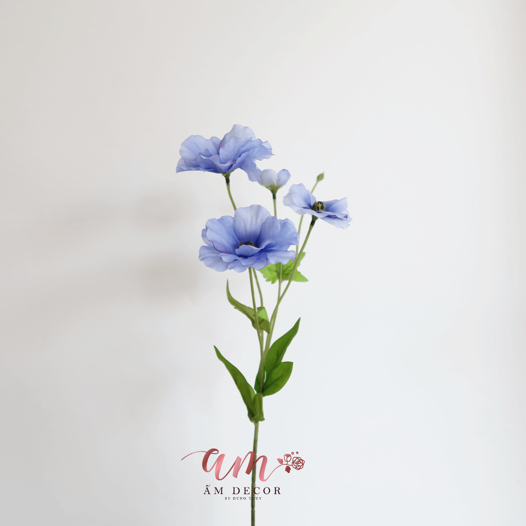 HOA CÁNH BƯỚM CẨM QUỲ (Xanh Dương)