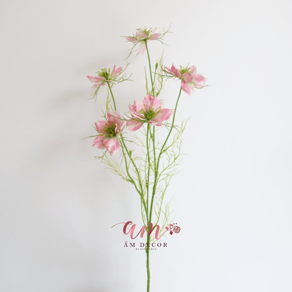 HOA SATIVA GESANG HÀN QUỐC (Hồng)