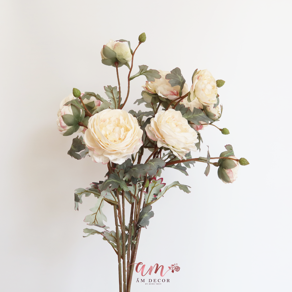 HỒNG MẪU ĐƠN TRẮNG