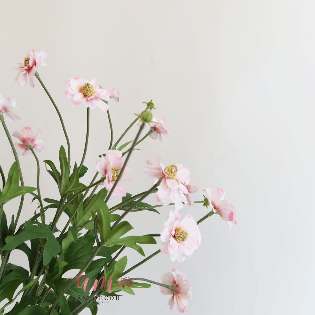 HOA CÚC DẠI BẮC ÂU