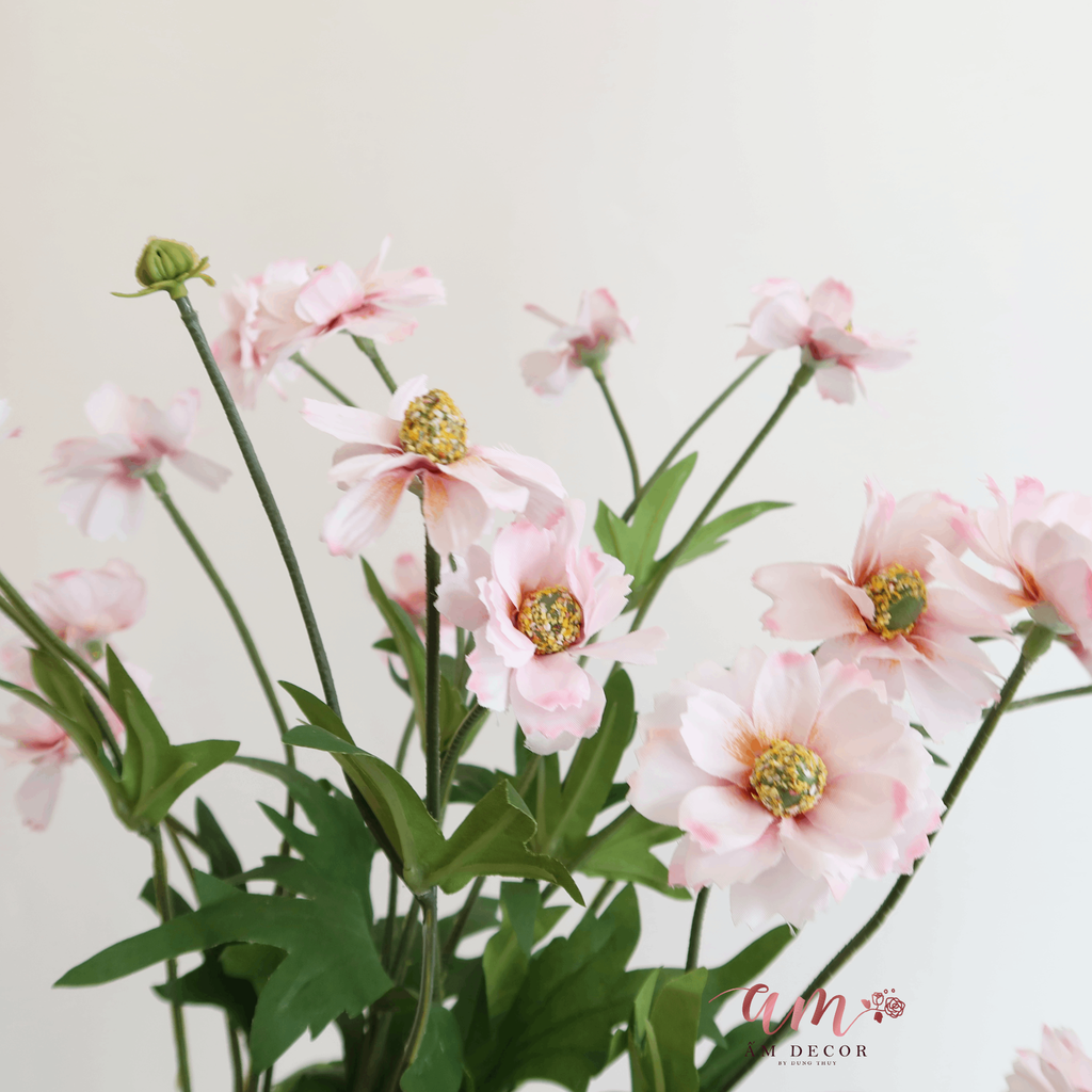 HOA CÚC DẠI BẮC ÂU