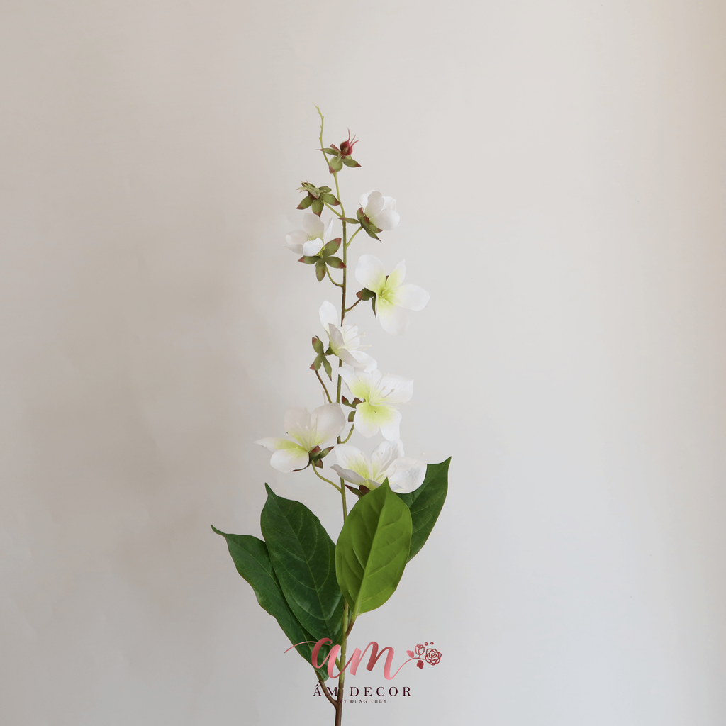 HOA BAN LEO MÙA XUÂN (Trắng)