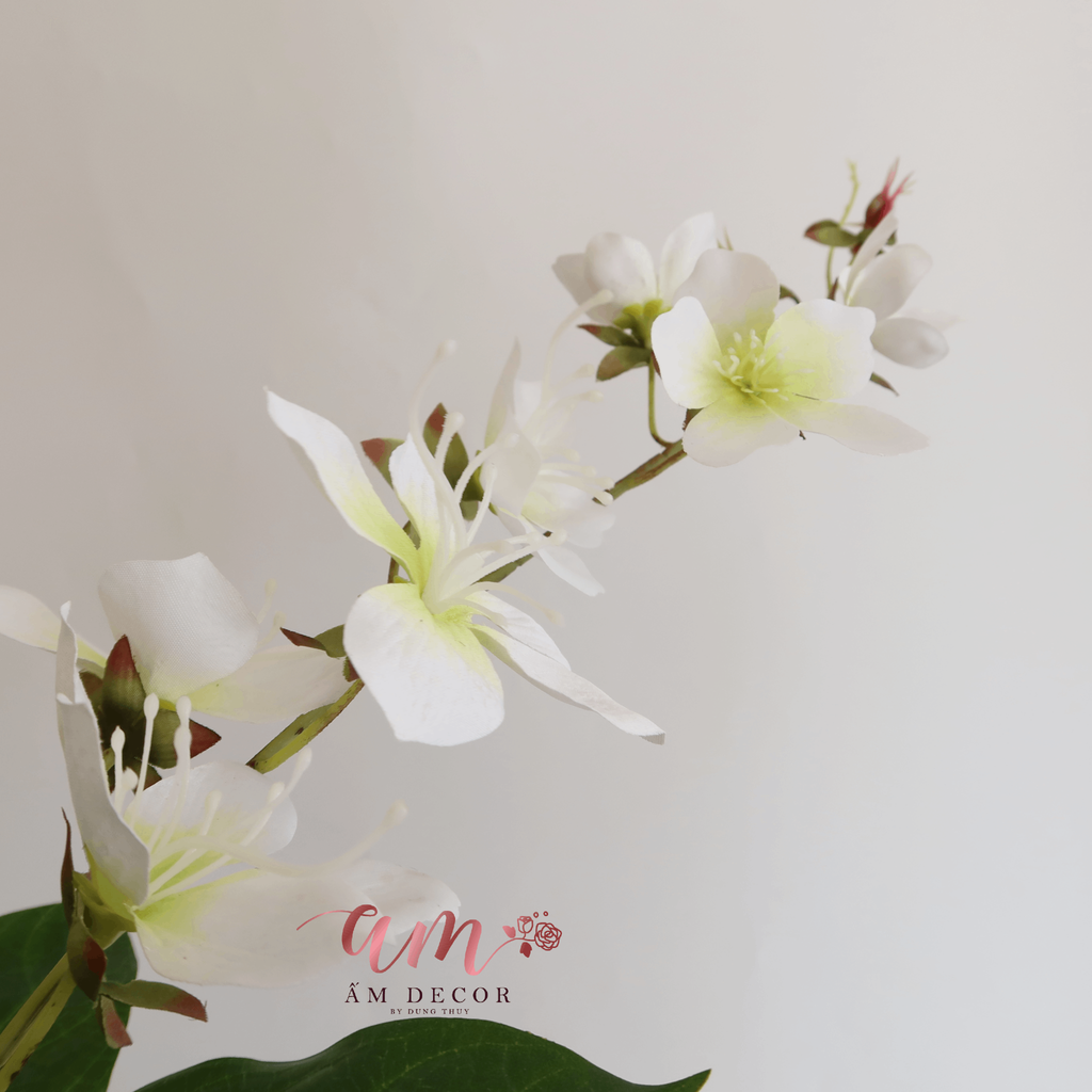 HOA BAN LEO MÙA XUÂN (Trắng)