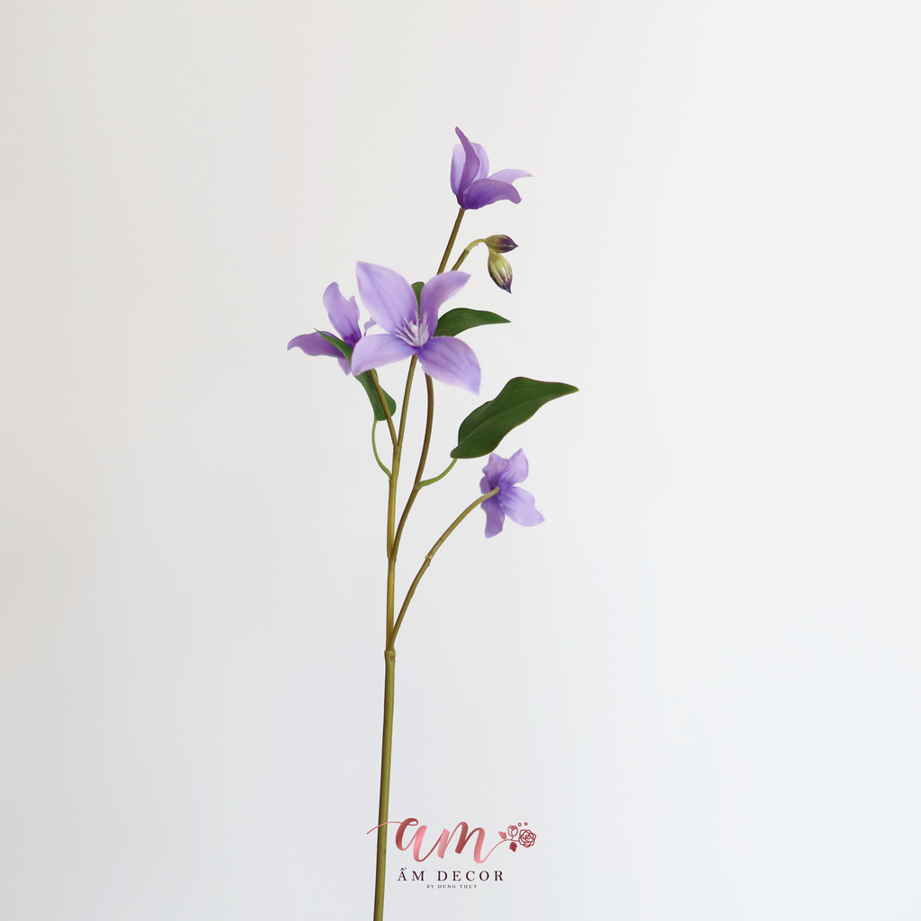 ZHOA ĐIỂM CLEMATIS CÁNH NHỎ