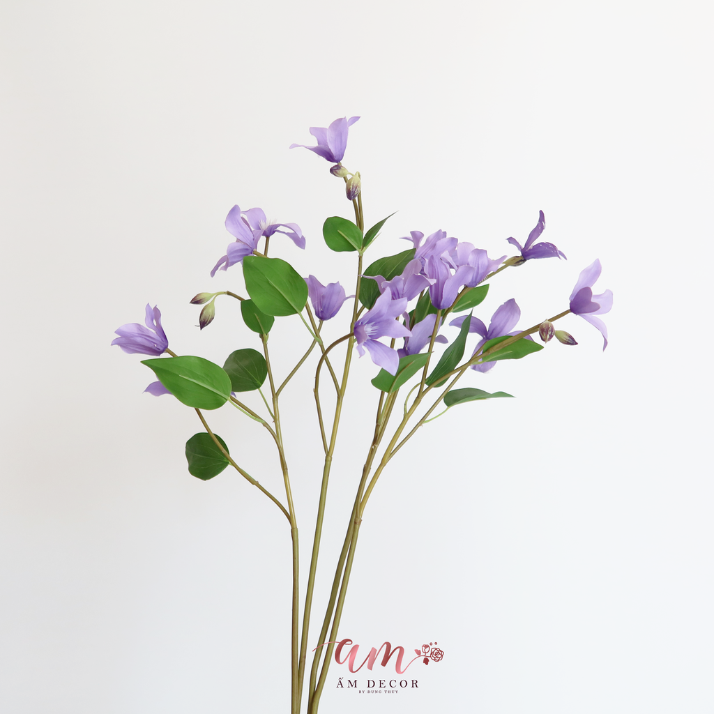 ZHOA ĐIỂM CLEMATIS CÁNH NHỎ