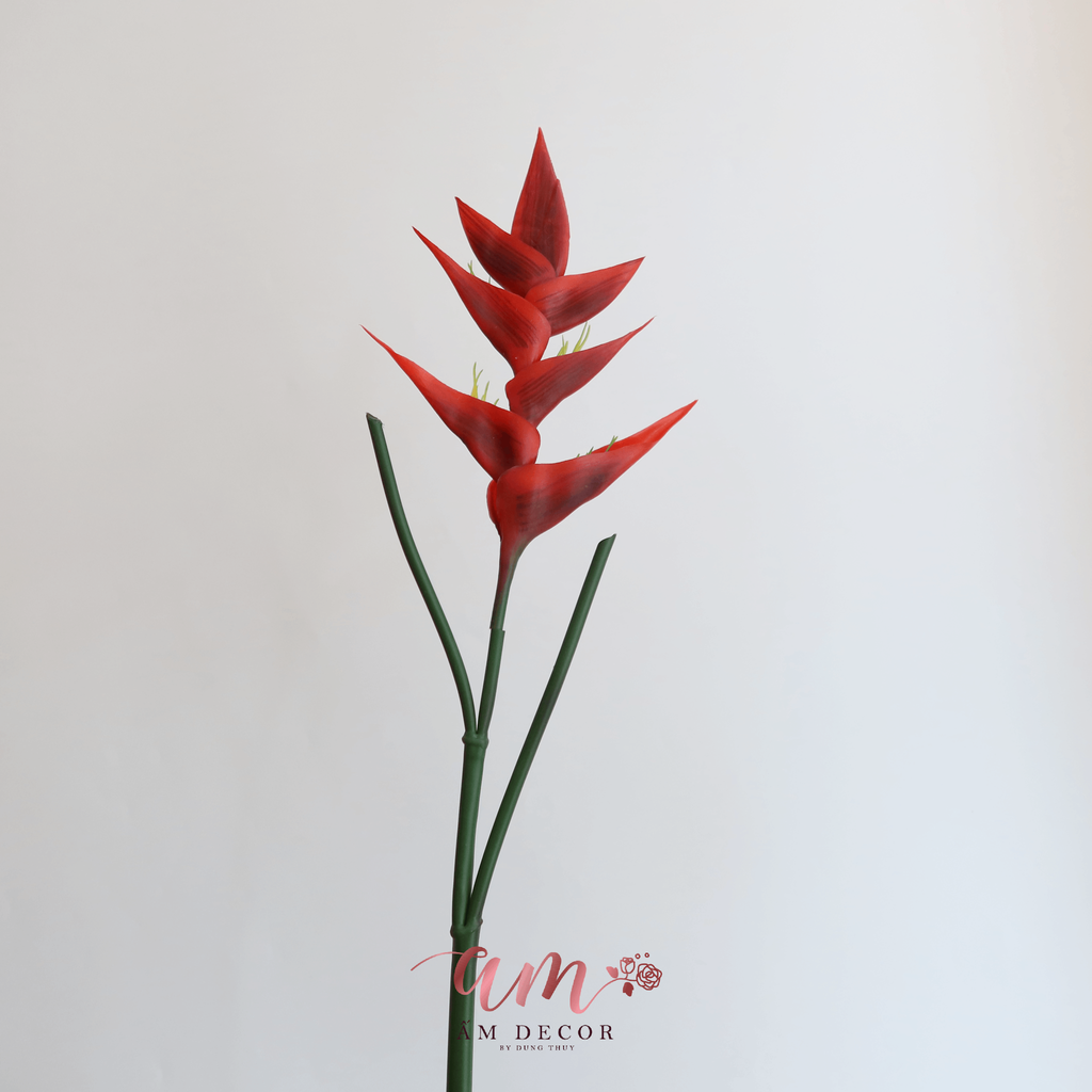 HOA CHUỐI PHÁO CẢNH ĐỎ