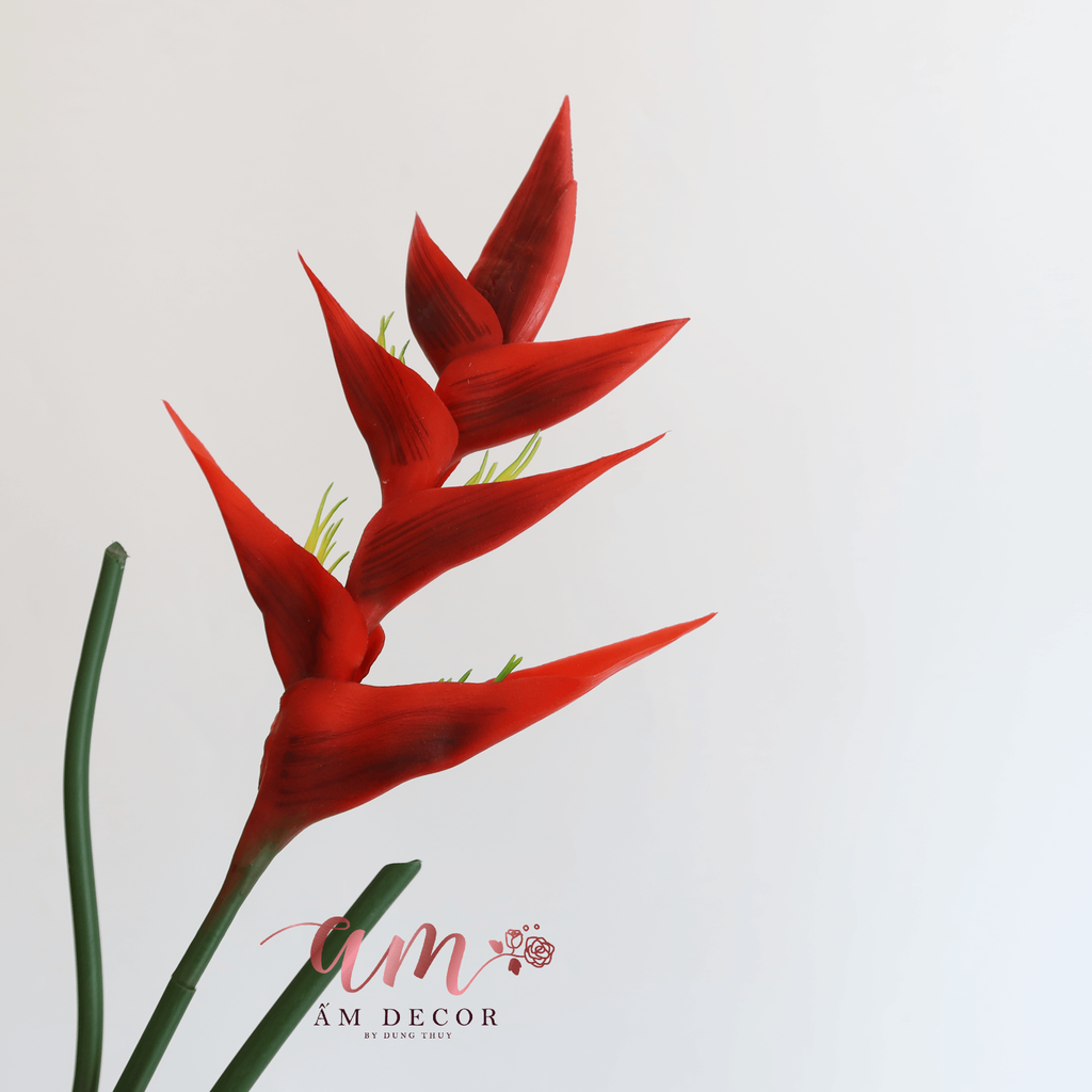 HOA CHUỐI PHÁO CẢNH ĐỎ