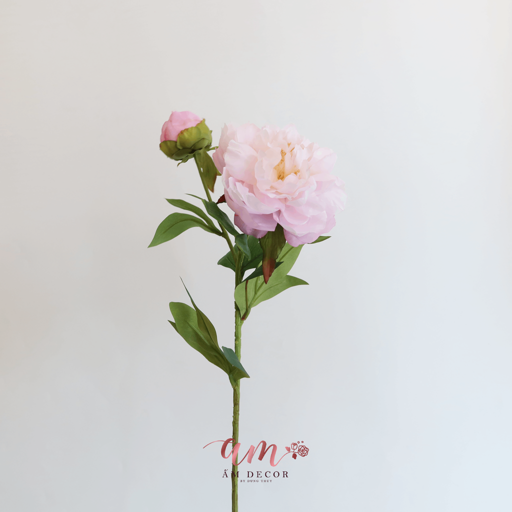 MẪU ĐƠN NỞ (Hồng Nhạt)
