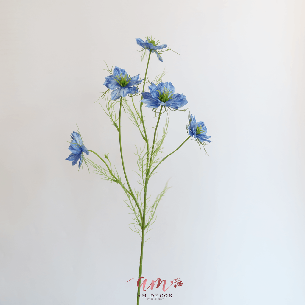 HOA SATIVA GESANG HÀN QUỐC (Xanh Dương)
