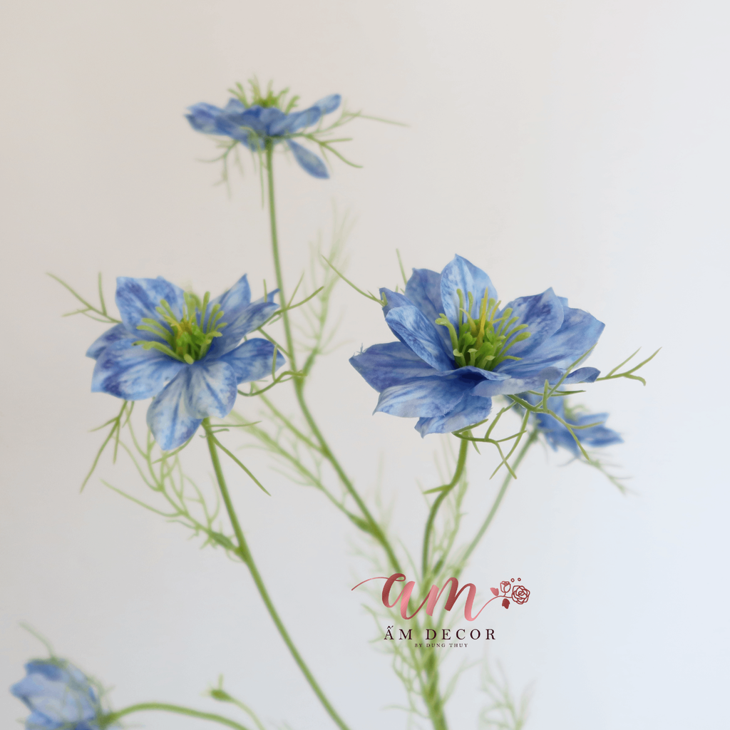 HOA SATIVA GESANG HÀN QUỐC (Xanh Dương)