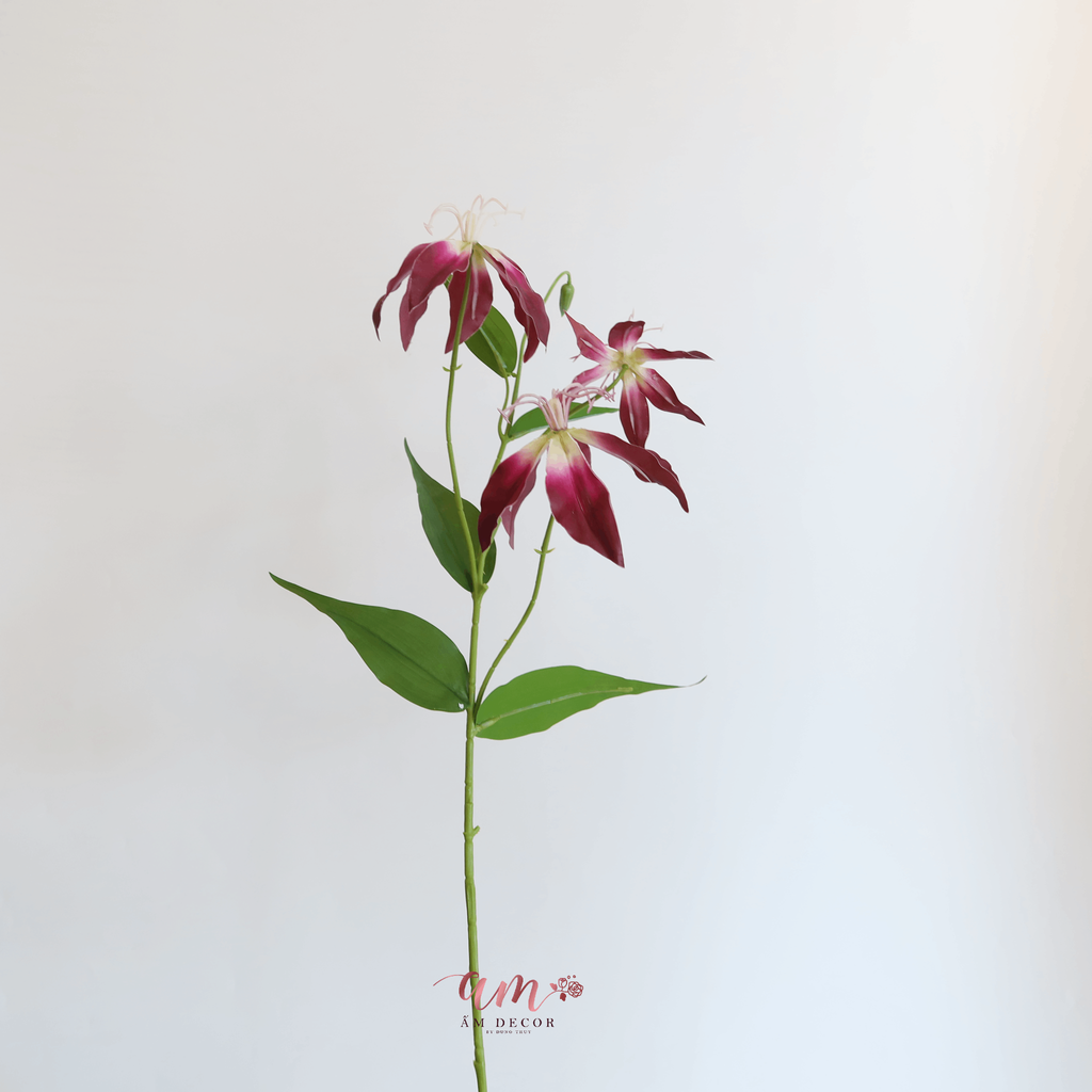HOA LILY LỬA (Tím)