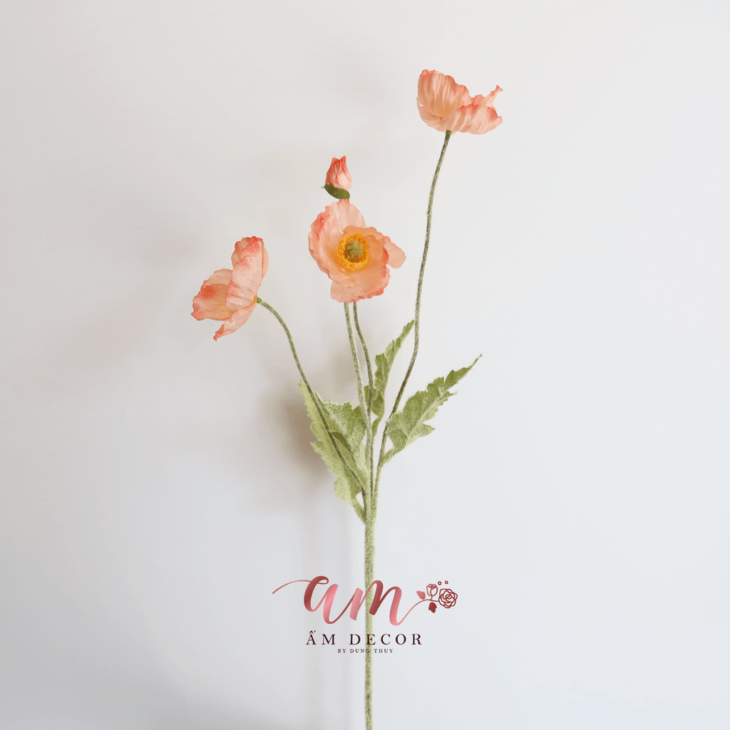 ZANH TÚC ( Cam Nhạt )