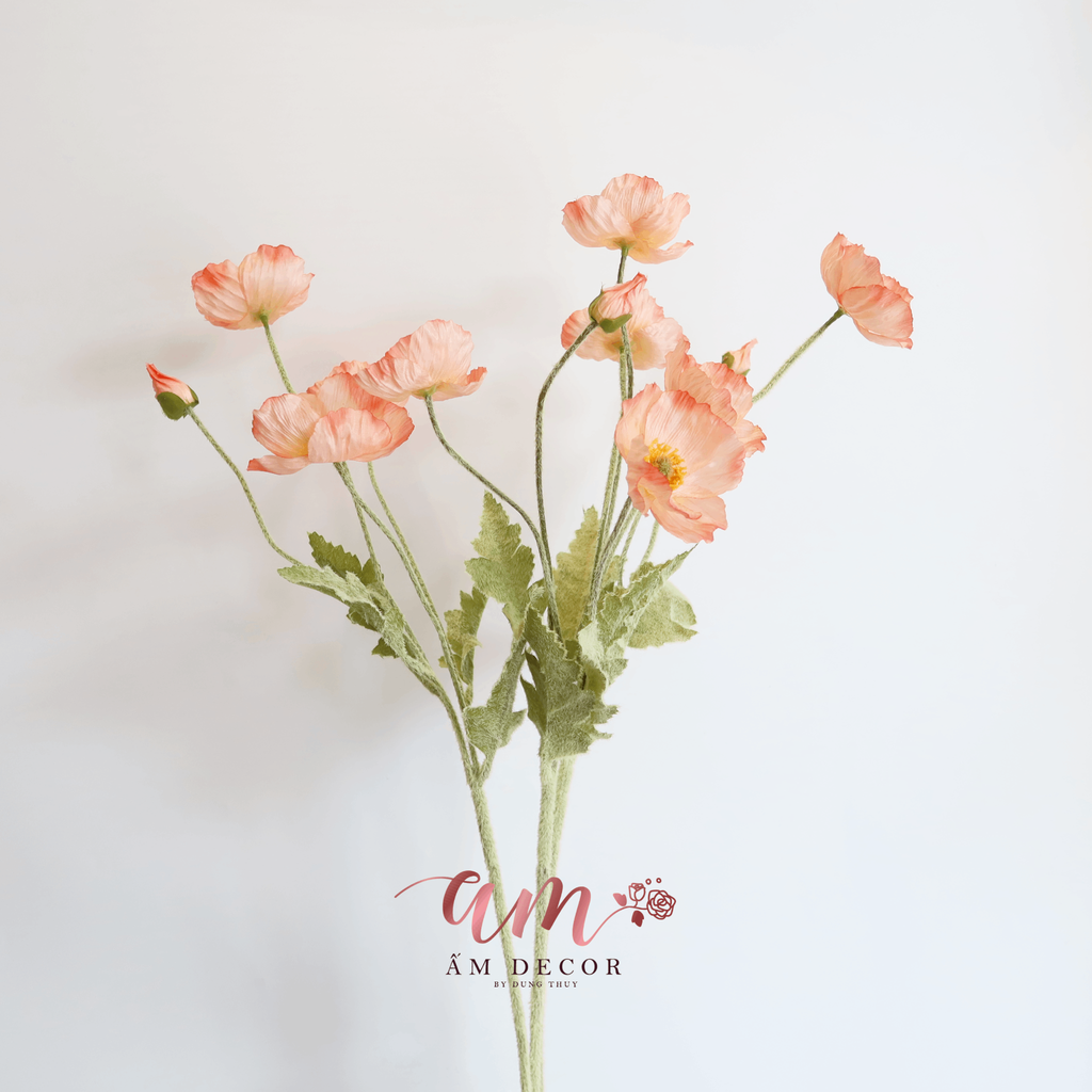 ZANH TÚC ( Cam Nhạt )