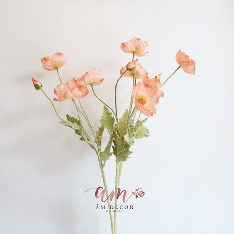  ANH TÚC ( Cam Nhạt ) 