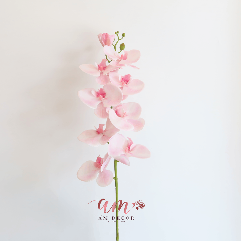 HỒ ĐIỆP 3D HỒNG PASTEL