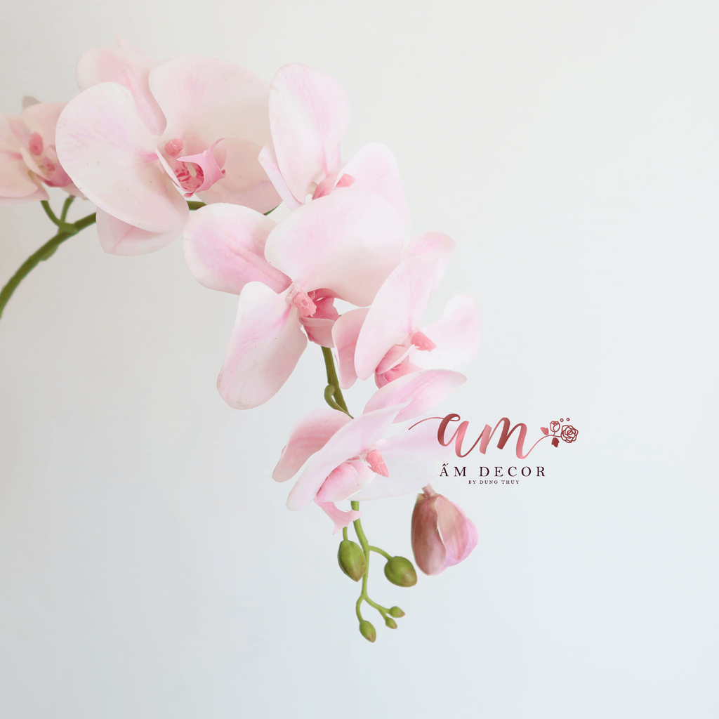 HỒ ĐIỆP 3D HỒNG PASTEL