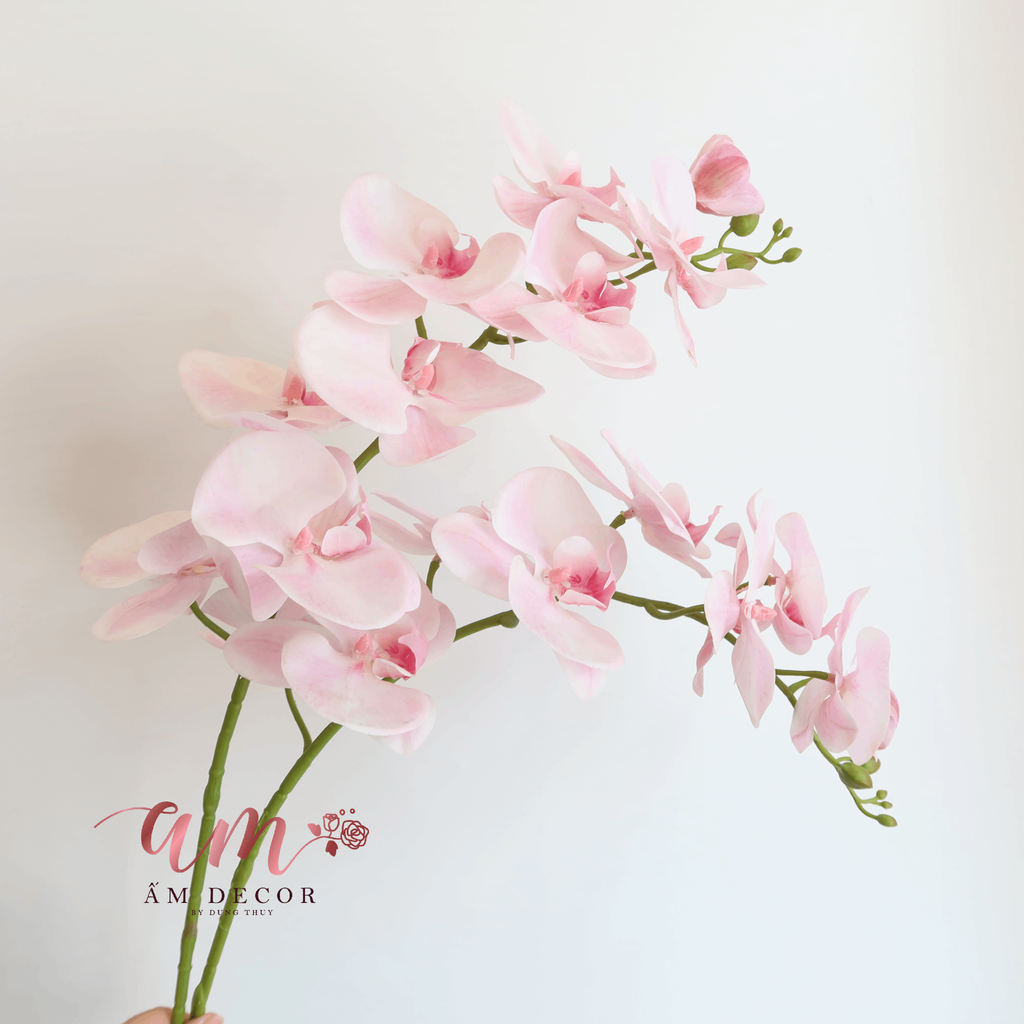 HỒ ĐIỆP 3D HỒNG PASTEL