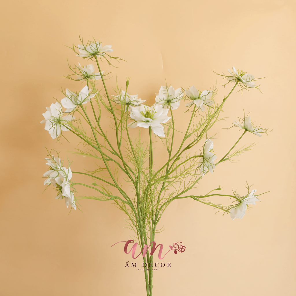 HOA SATIVA GESANG HÀN QUỐC (Trắng)