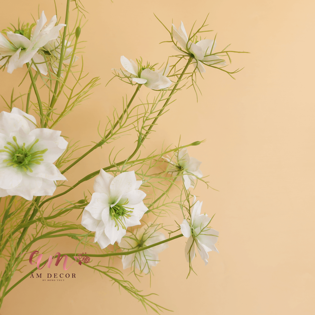 HOA SATIVA GESANG HÀN QUỐC (Trắng)