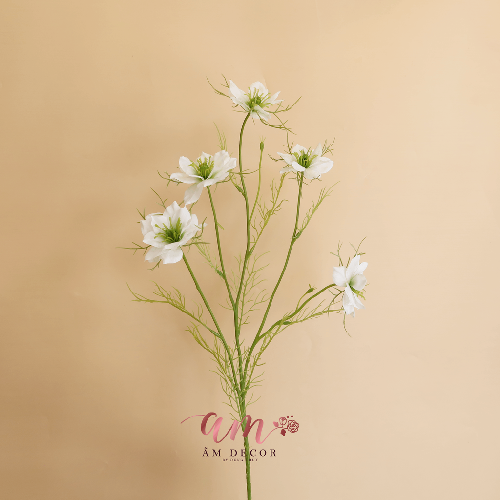 HOA SATIVA GESANG HÀN QUỐC (Trắng)