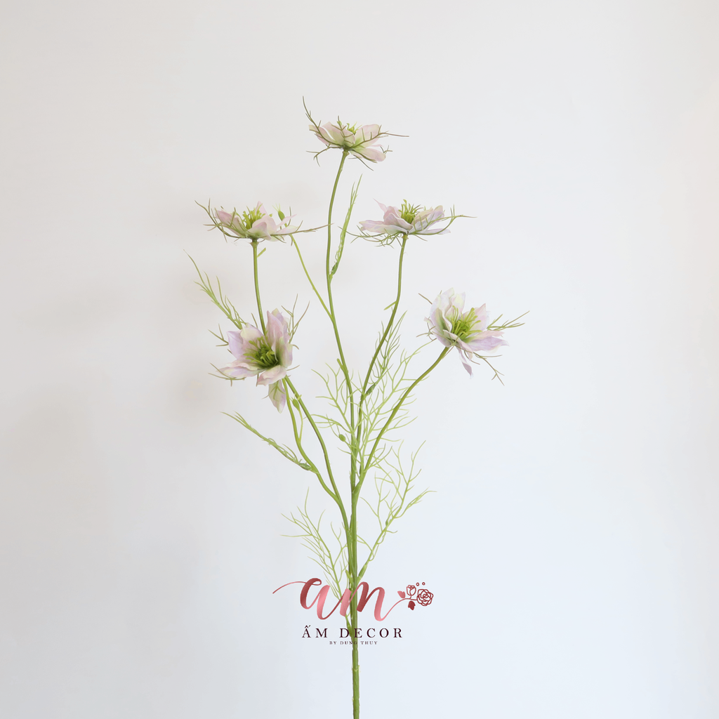 HOA SATIVA GESANG HÀN QUỐC (Tím Nhạt)