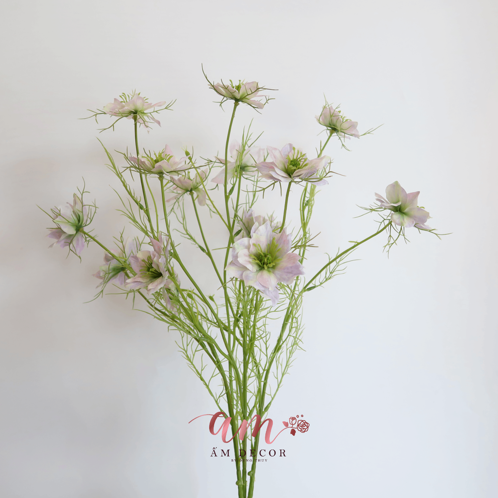 HOA SATIVA GESANG HÀN QUỐC (Tím Nhạt)