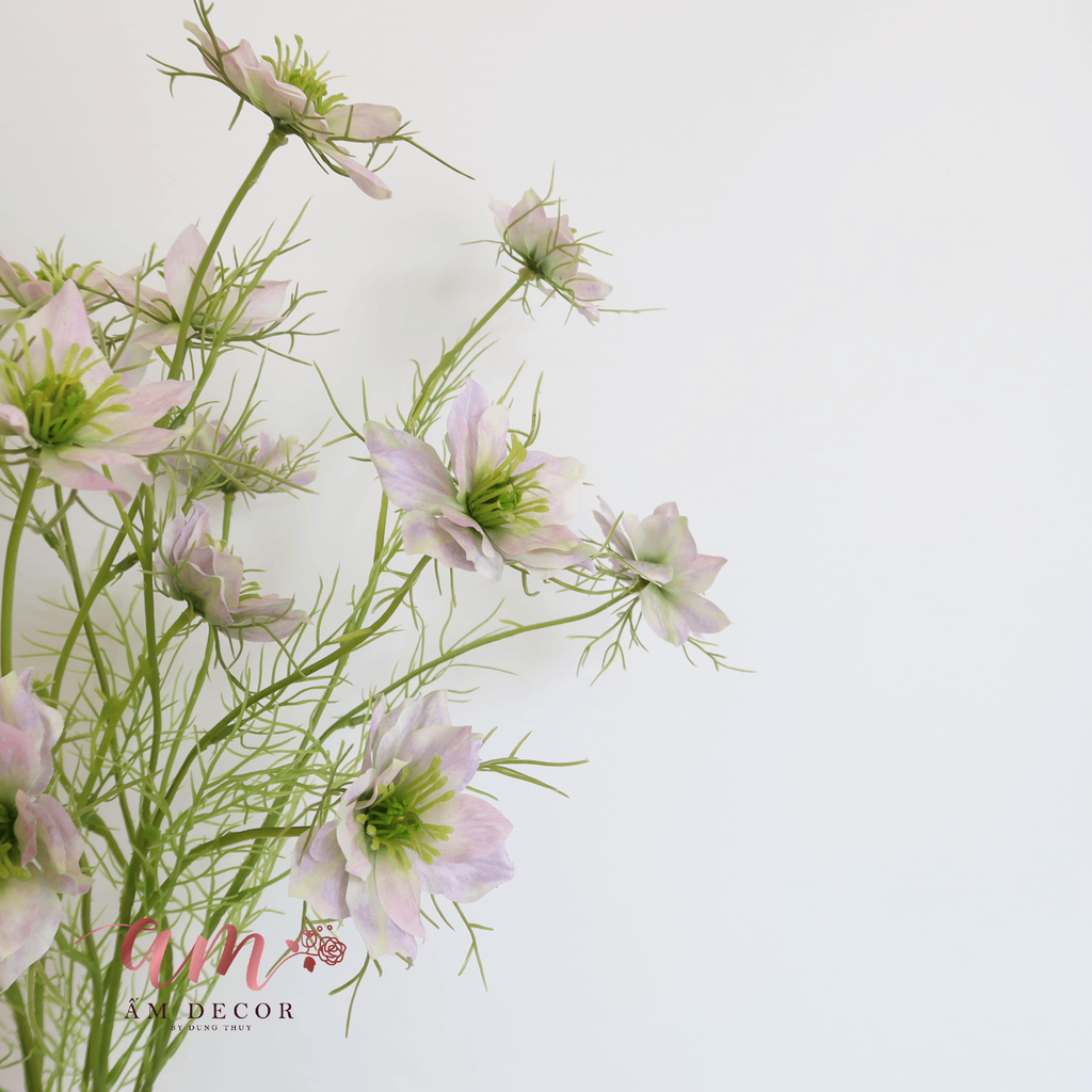 HOA SATIVA GESANG HÀN QUỐC (Tím Nhạt)