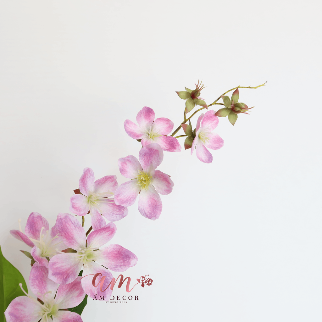 HOA BAN LEO MÙA XUÂN (Hồng Tím)
