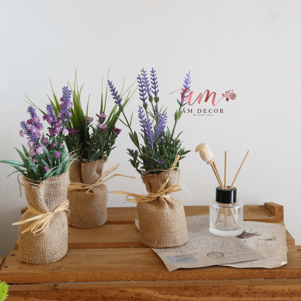 ZCÂY LAVENDER VẢI BỐ