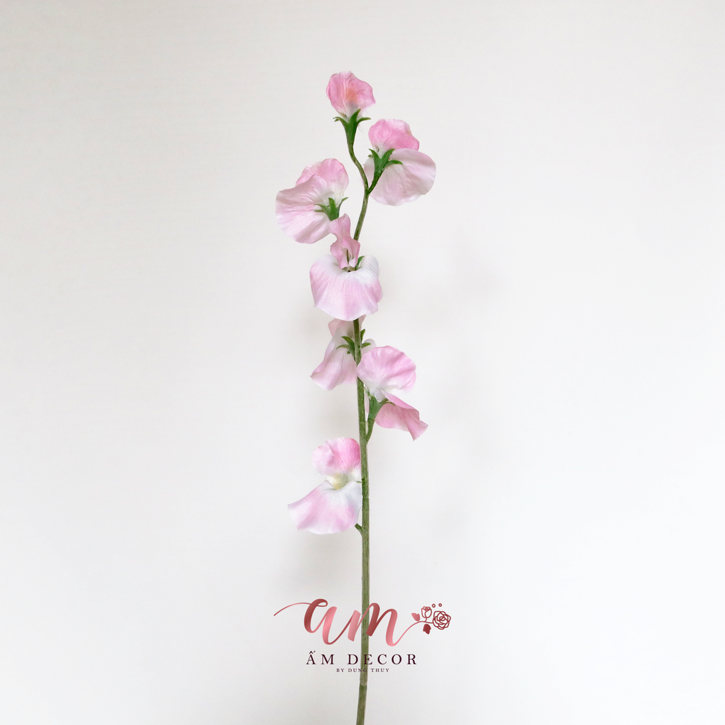 HOA ĐẬU THƠM KHÔNG LÁ (Hồng)