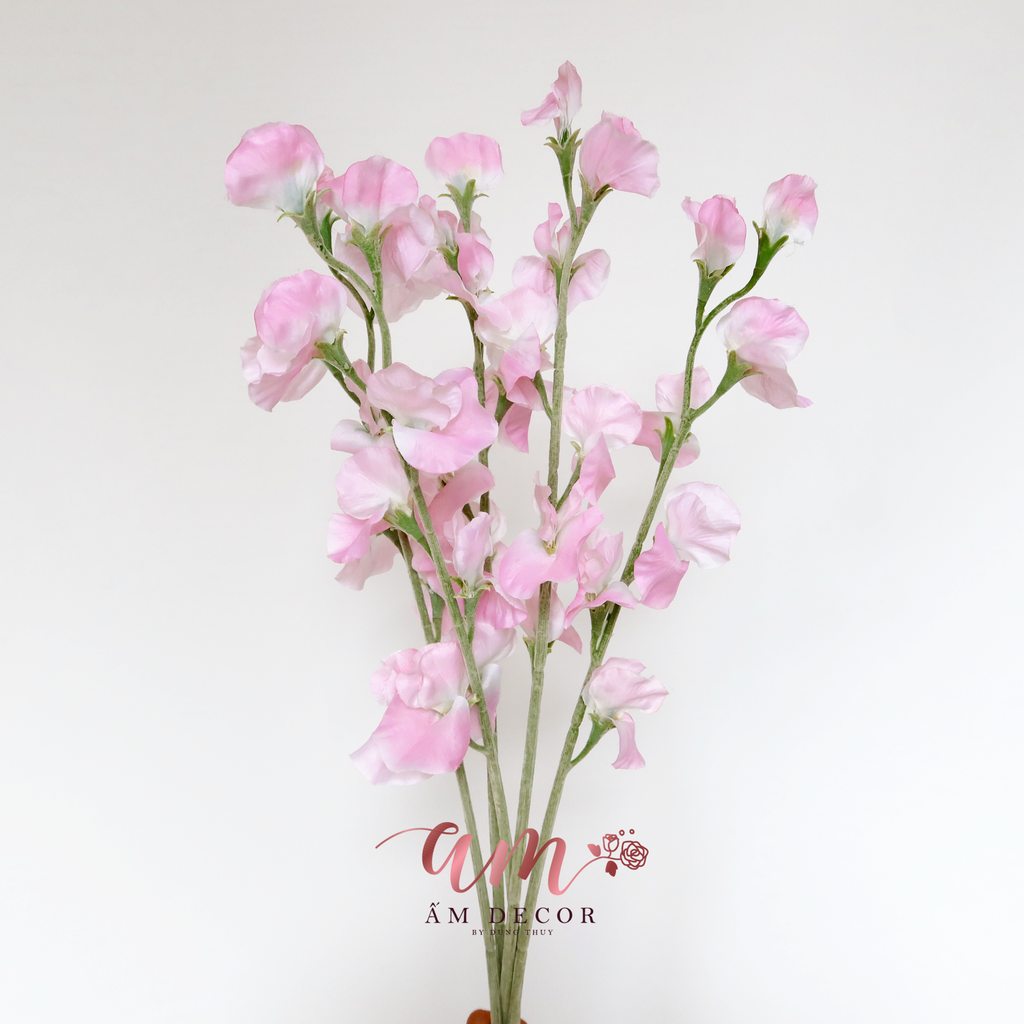 HOA ĐẬU THƠM KHÔNG LÁ (Hồng)