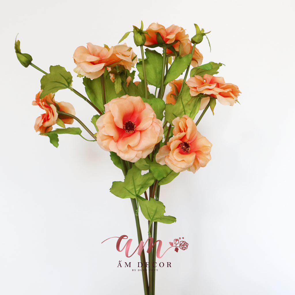 ZHOA DÂM BỤT (Cam)