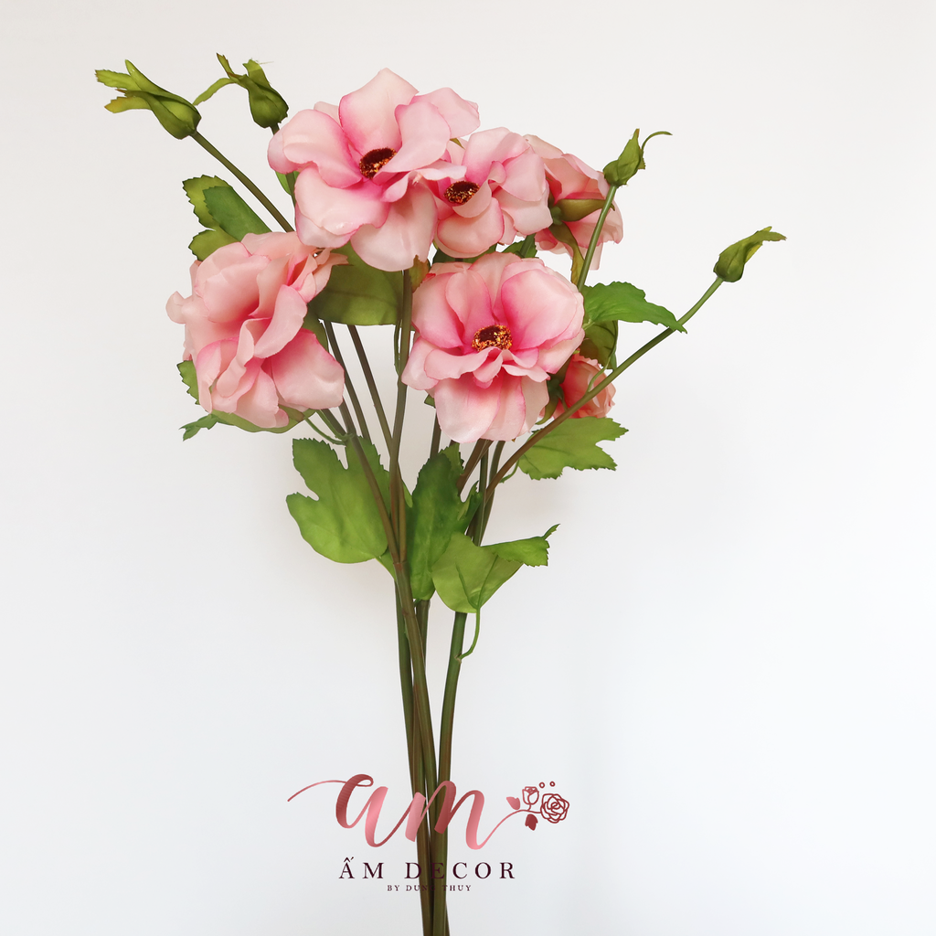 HOA DÂM BỤT (Hồng Đậm)