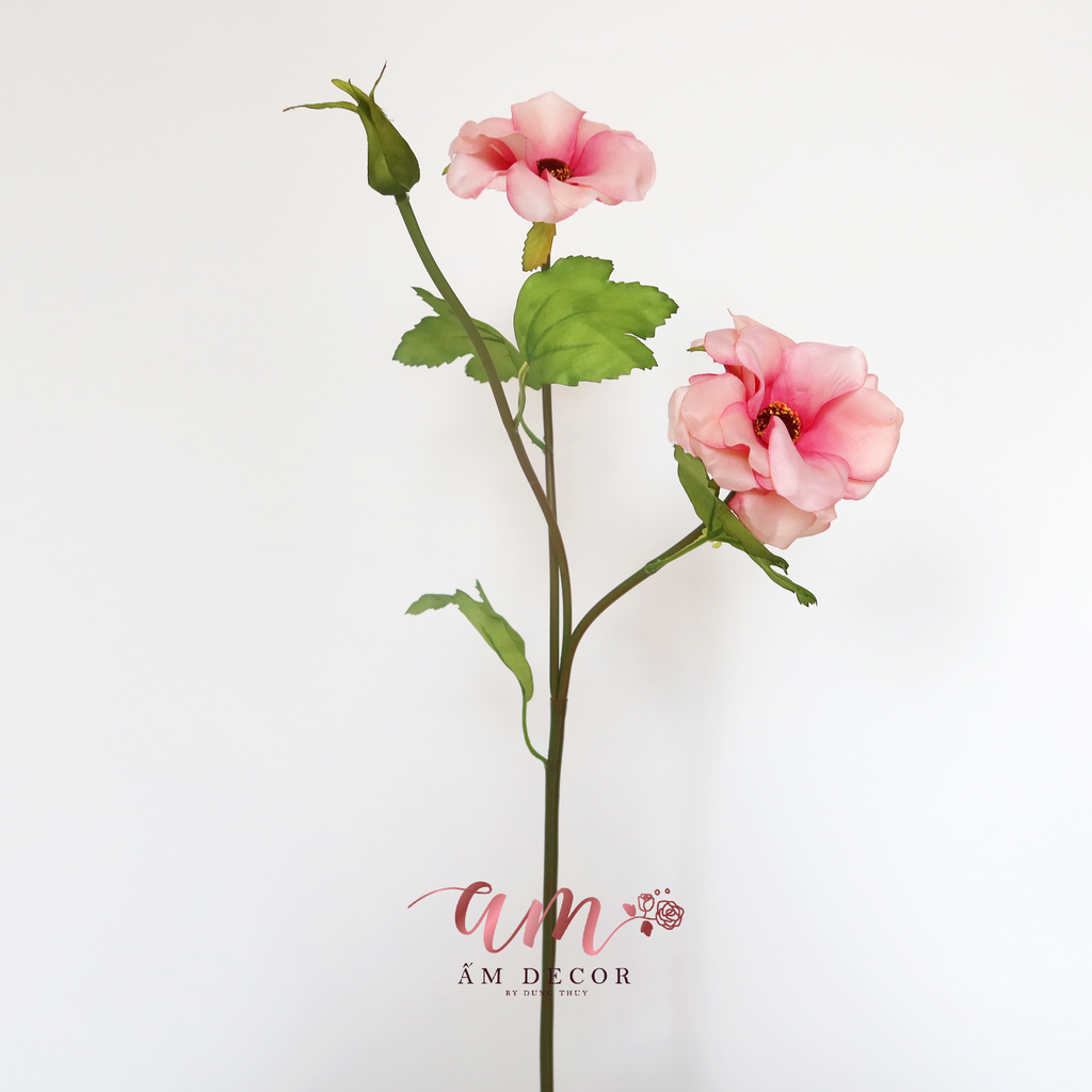 HOA DÂM BỤT (Hồng Đậm)