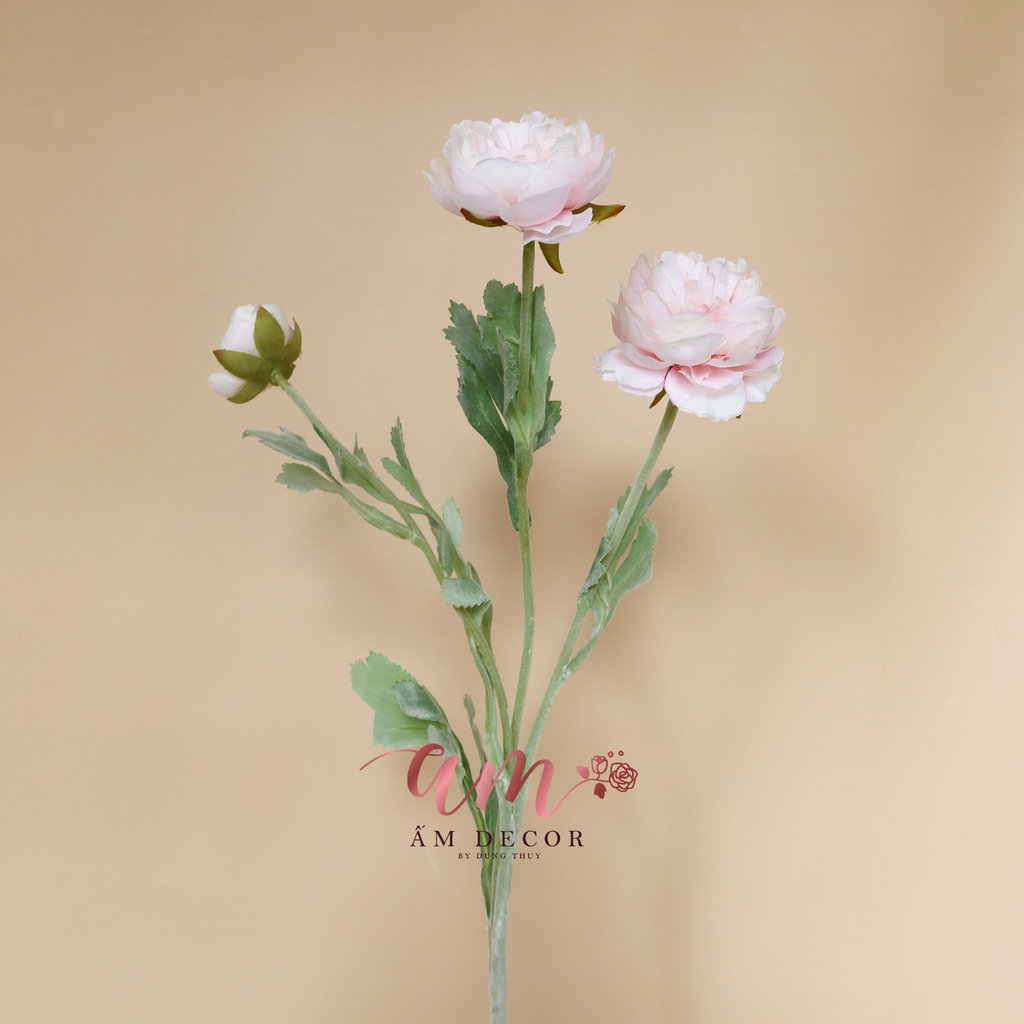 ZMẪU ĐƠN BÚP (Hồng Phấn)